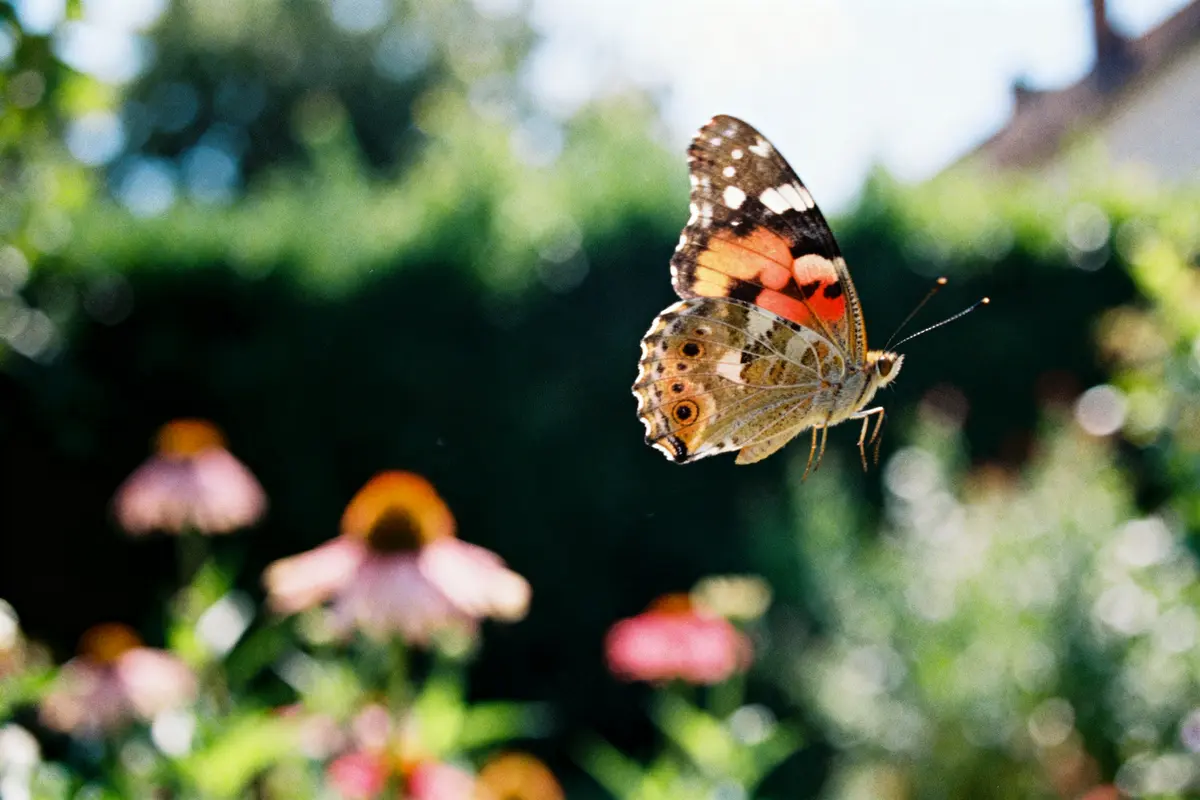 Papillon coloré volant près de fleurs dans un jardin flou, sous une lumière naturelle et ensoleillée.